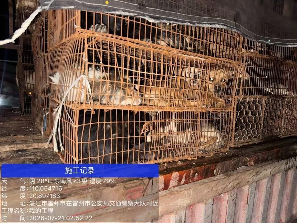 国内首次拦住狗车，500只狗，还是拦住两次，我以为动物保护会有里程碑的胜利，结果呢？ 志愿者连夜追赶，全群报警，拦下两次，又被警察放行到农业局，说要无害化处理…