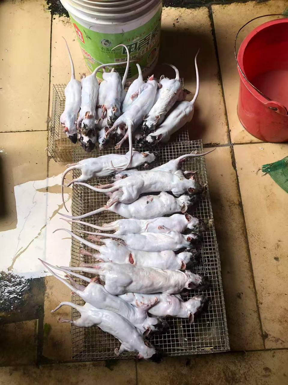 简单吃点 野生的 #鼠鼠 😒 #美食（图片 1/3）