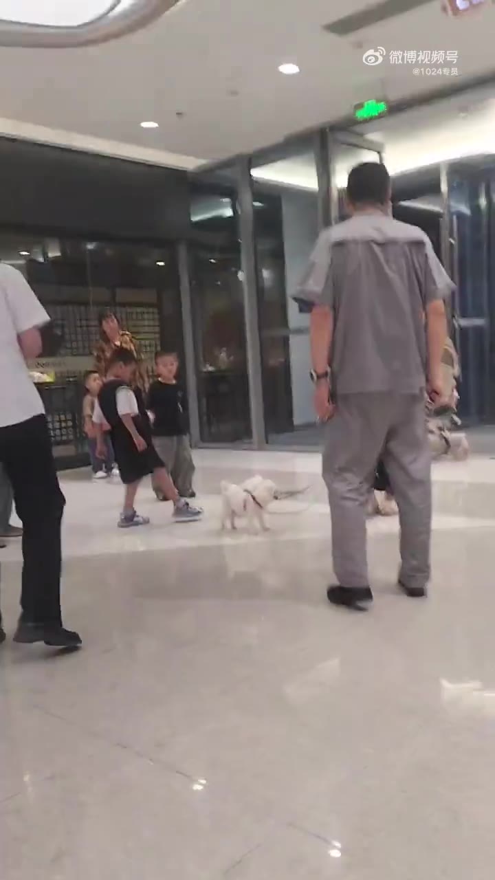 宠物狗不让进商场，遛狗的大妈不愿意了！（视频 1/1）