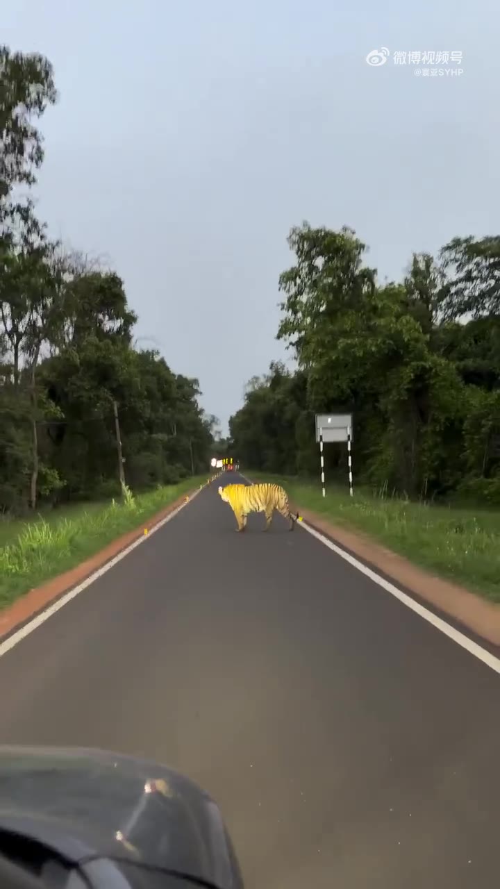 母老虎🐅掩护幼虎🐅🐅🐅通过公路（视频 1/1）