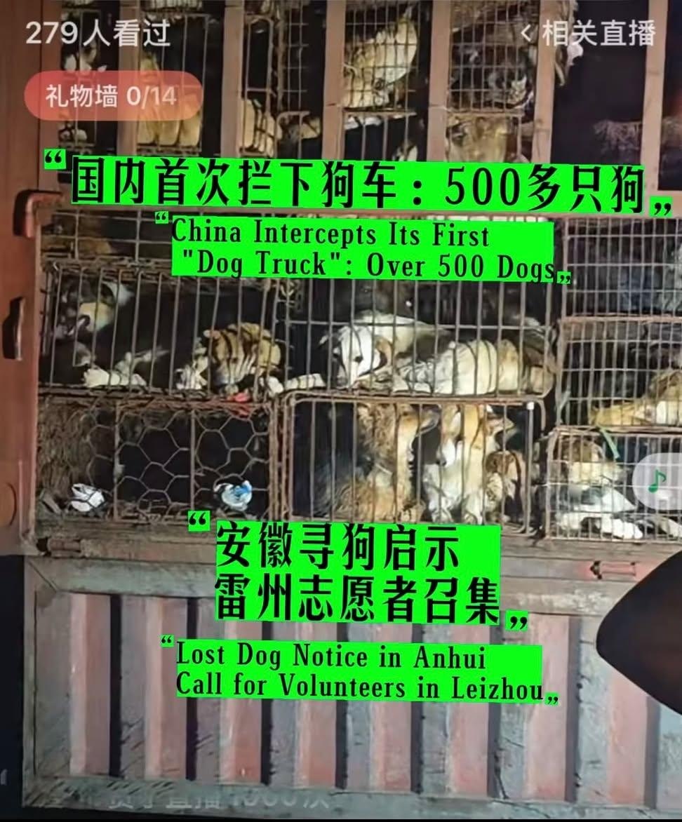 国内首次拦住狗车，500只狗，还是拦住两次，我以为动物保护会有里程碑的胜利，结果呢？ 志愿者连夜追赶，全群报警，拦下两次，又被警察放行到农业局，说要无害化处理…