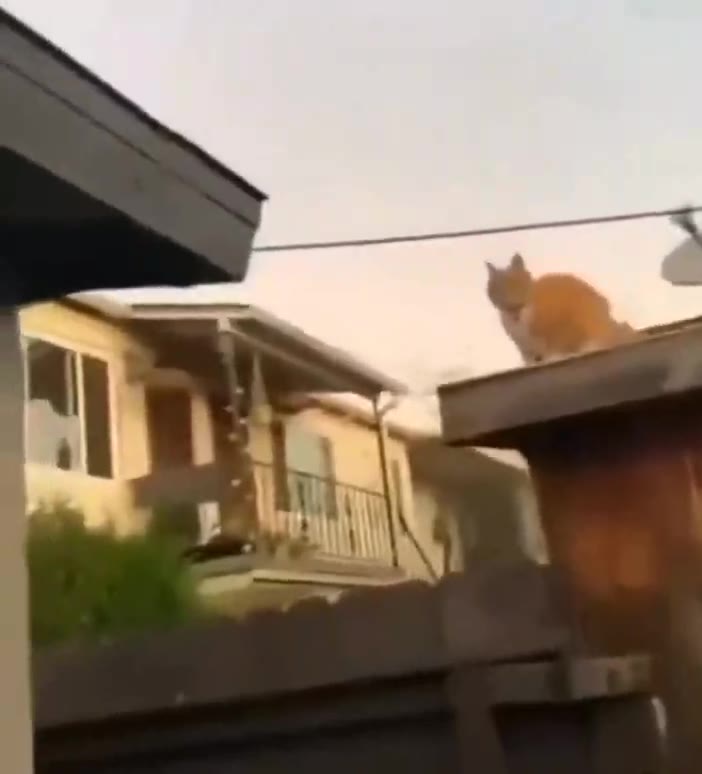 #猫猫头 噩梦惊醒（视频 1/1）
