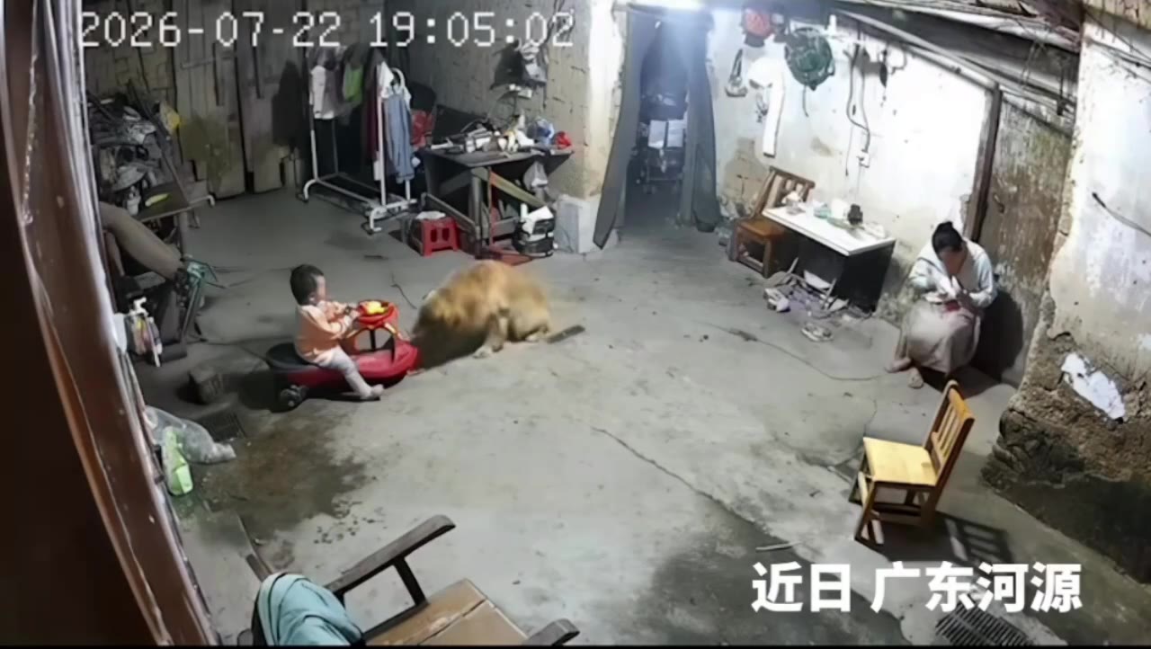 惊险一幕！小狗和宝宝玩耍时将其拽走，下一秒吊扇坠落 #狗子 #gooddog 电风扇 🐶 #命大（视频 1/1）