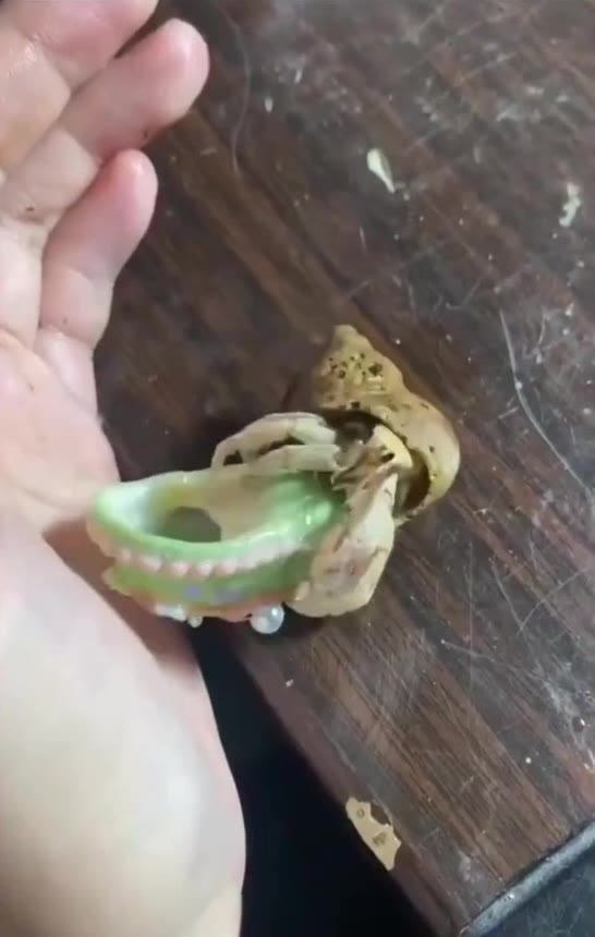 寄居蟹：捡到传说皮了（视频 1/1）