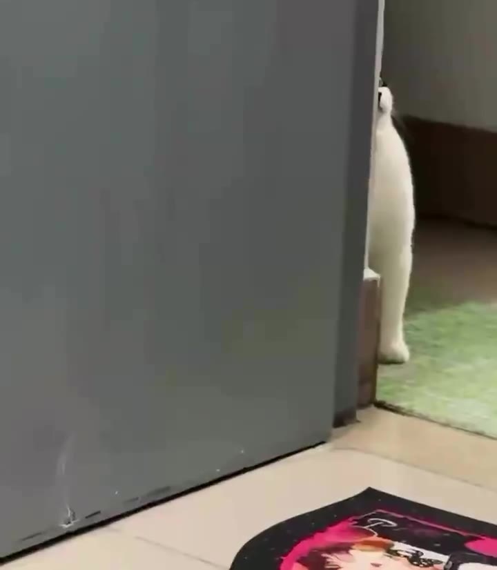 #猫猫头 暗中观察 👀（视频 1/1）